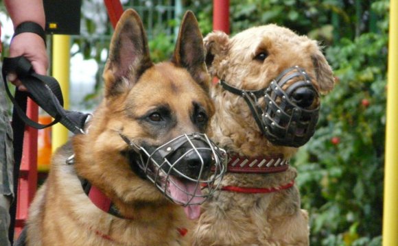 Диссертации по Содержанию и Кормлению Собак