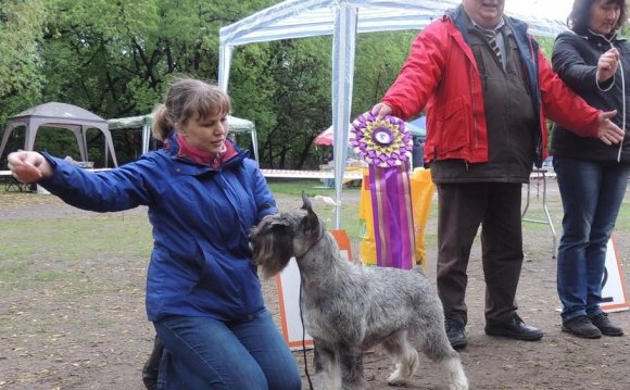 Объявление по Содержанию Собак
