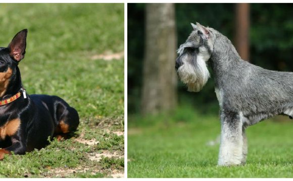 Какая Собака Подходит для Содержания в Квартире