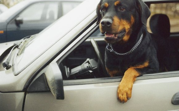 Закон о Содержании Больших Собак