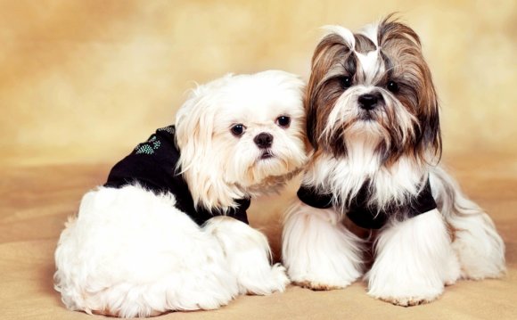 Собаки Ши Тцу Уход и Содержание Отзывы