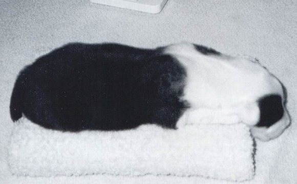 Техника Разведения Собак