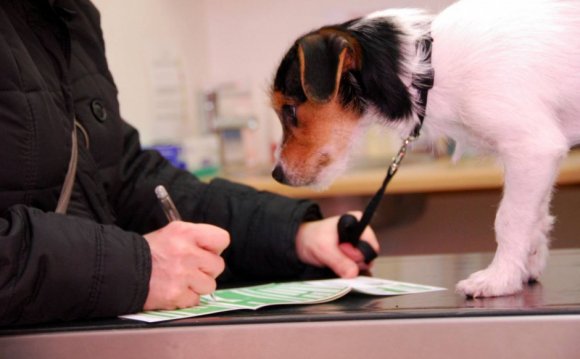 Уход за Собакой во Время Течки